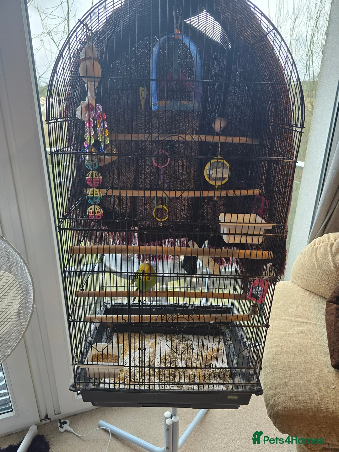 Budgerigars birds for sale: Green budgie - Advert 2