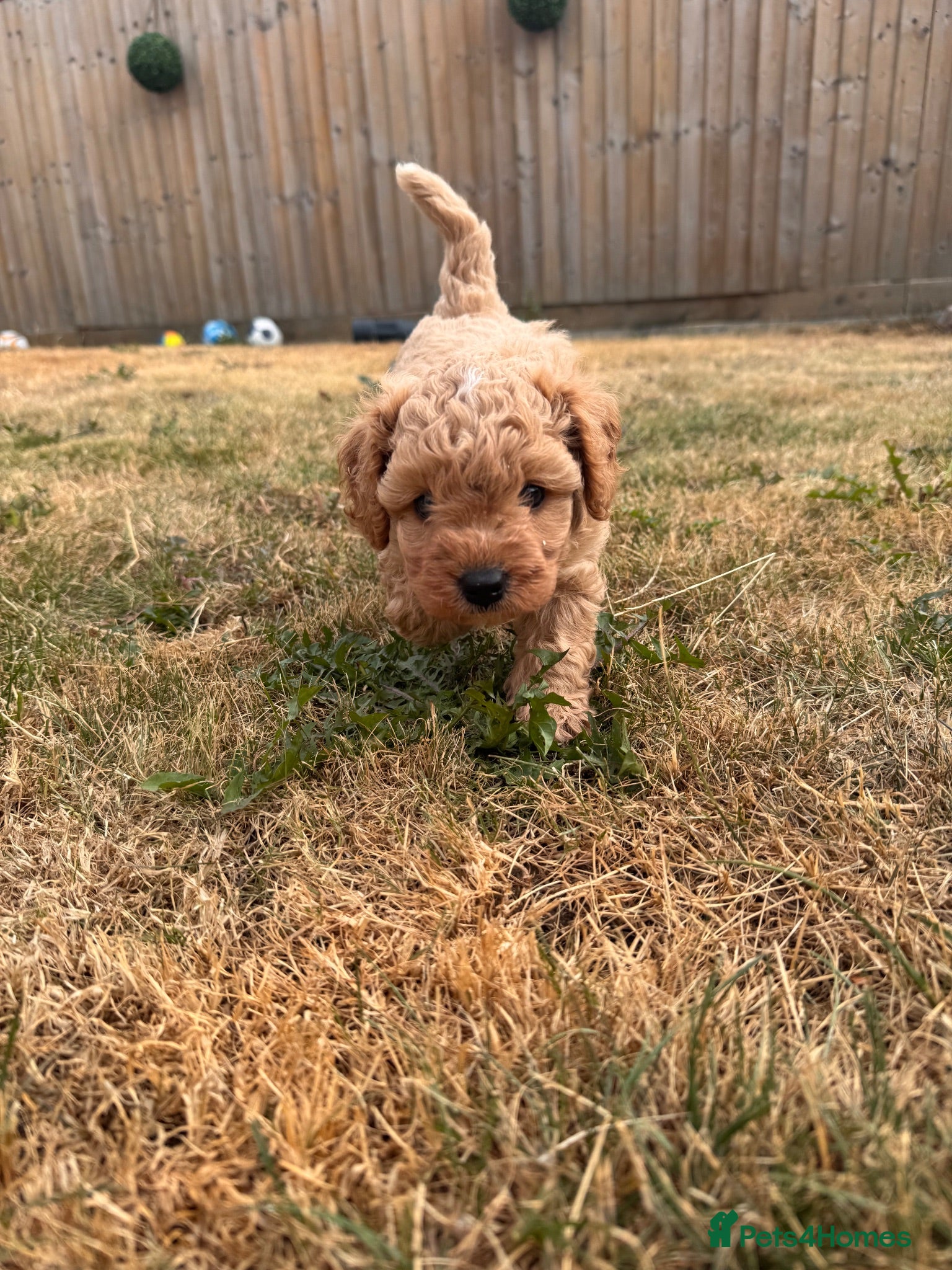 Cavapoochon dogs Cavapoochons 🧸 DNA health tested ⭐️ - Advert 5