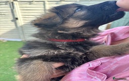 German Shepherd dogs for sale: German shepherd  - Image 28