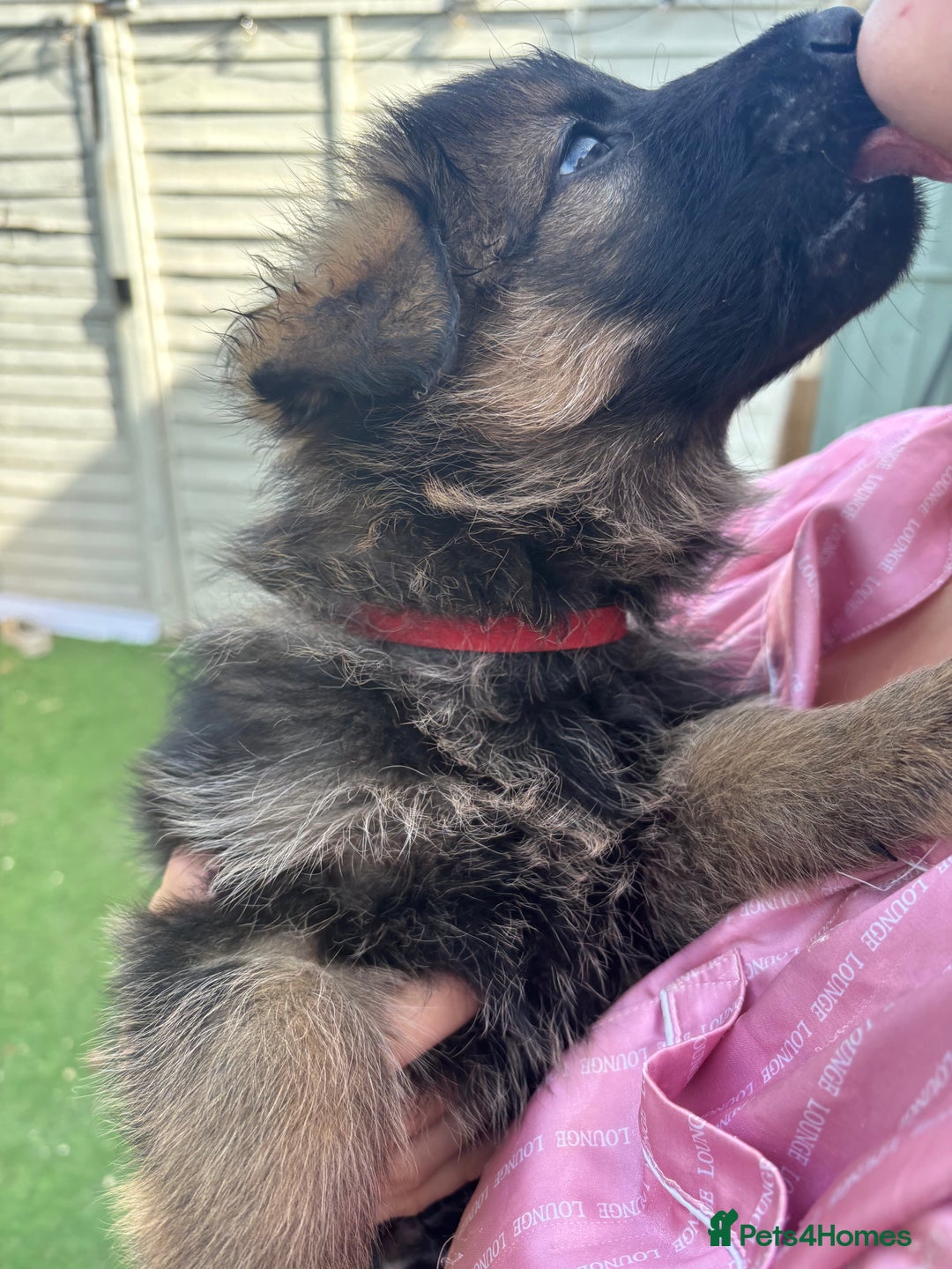 German Shepherd dogs for sale: German shepherd  - Image 28