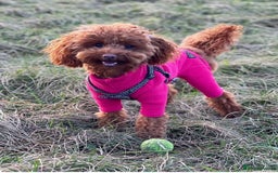 Toy Poodle dogs for sale: TINY TOY POODLE PUPPIES 5🌟LICENSED BREEDER  - Image 14