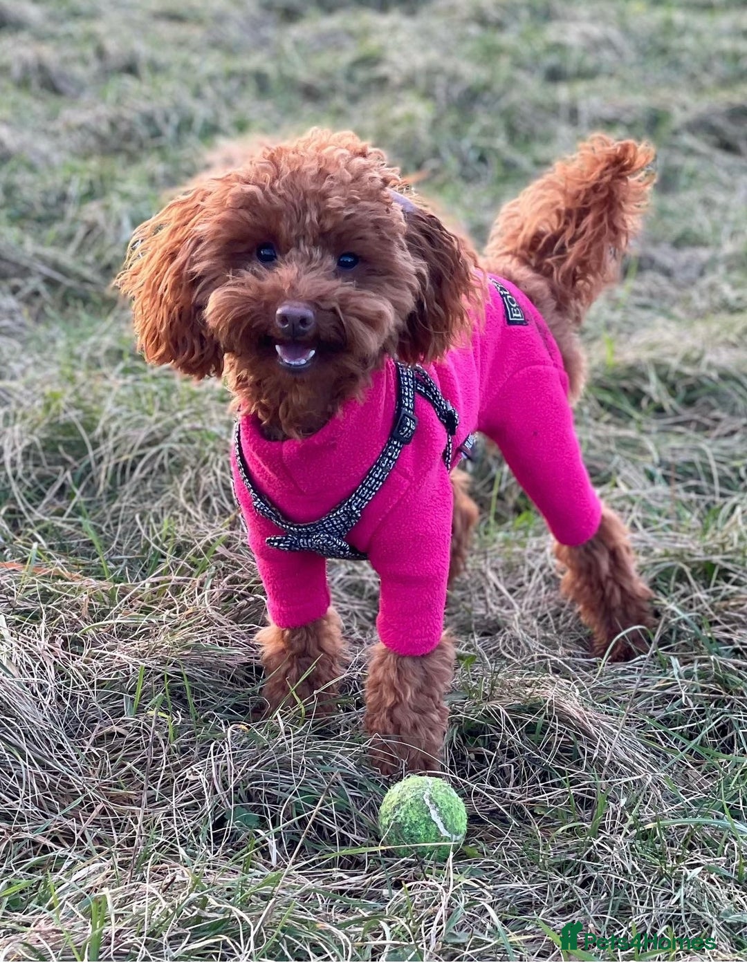 Toy Poodle dogs for sale: TINY TOY POODLE PUPPIES 5🌟LICENSED BREEDER  - Image 14