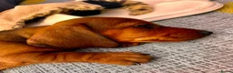 Miniature Dachshund dogs for sale: Beautiful miniature dachshunds in Treharris - Advert 6