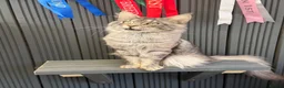 Maine Coon cats for stud: Mainecoon proven stud - Advert 1