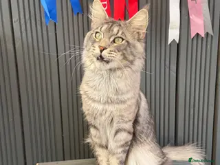 Maine Coon cats Mainecoon proven stud - Advert 17