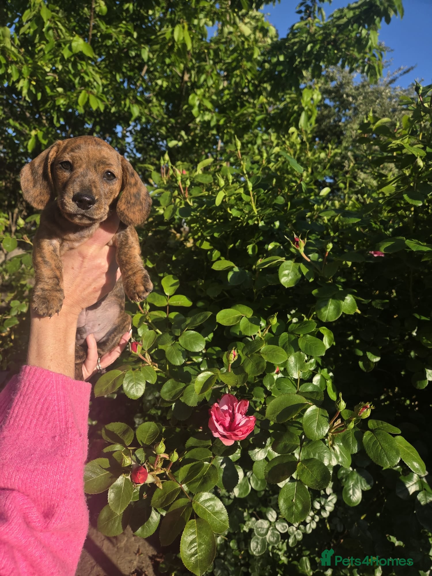Miniature Dachshund dogs KC Mini Dachshund Pups - 4 reserved  - Advert 6