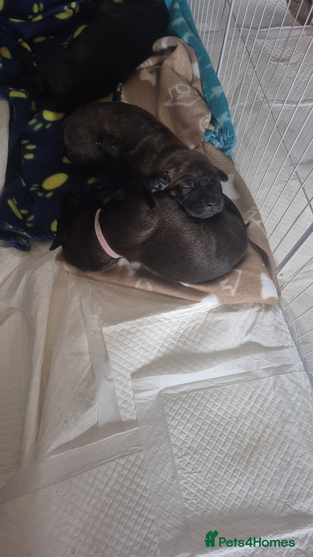 Mixed Breed dogs for sale: Staffy/border Collie/weimaraner mixed puppies - Advert 10