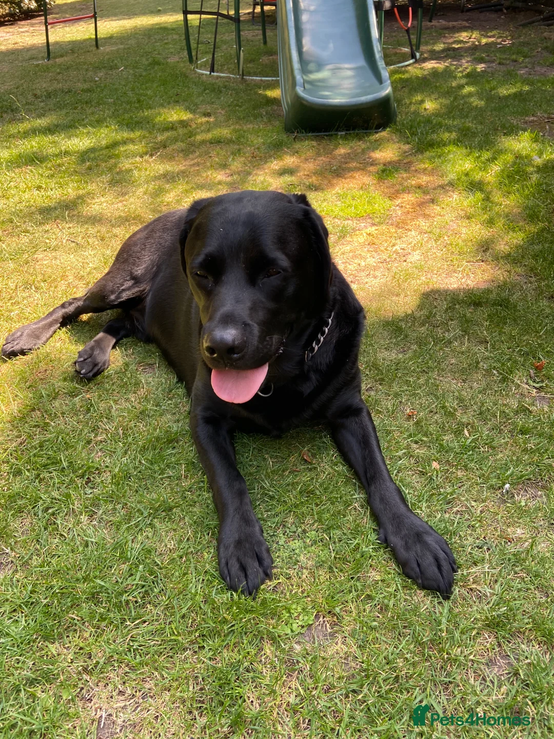 Labrador Retriever dogs for sale: Selling unfortunately due to my own health issues  - Advert 1