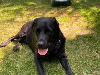 Labrador Retriever dogs Selling unfortunately due to my own health issues - Advert 3