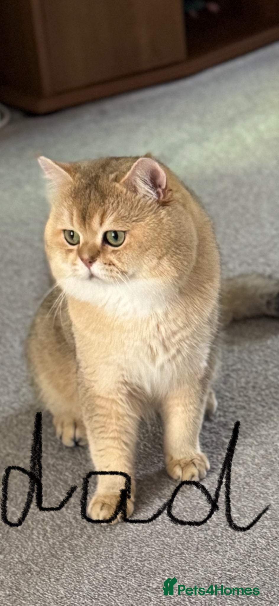 Scottish Fold cats purebred Scottish Straight kittens - Advert 2