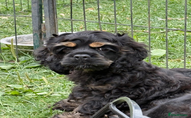 American Cocker Spaniel dogs - Advert 2
