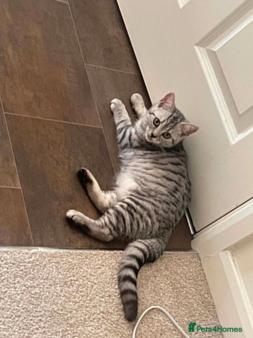British Shorthair cats for sale: British Blue Shorthair Silver Tabby kittens - Advert 1