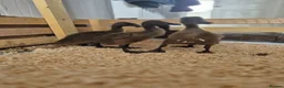 Ducks poultry for sale: 8 Indian running ducks - Advert 1