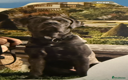 Cane Corso dogs for sale: 7 months old male Cane Corso - Image 4