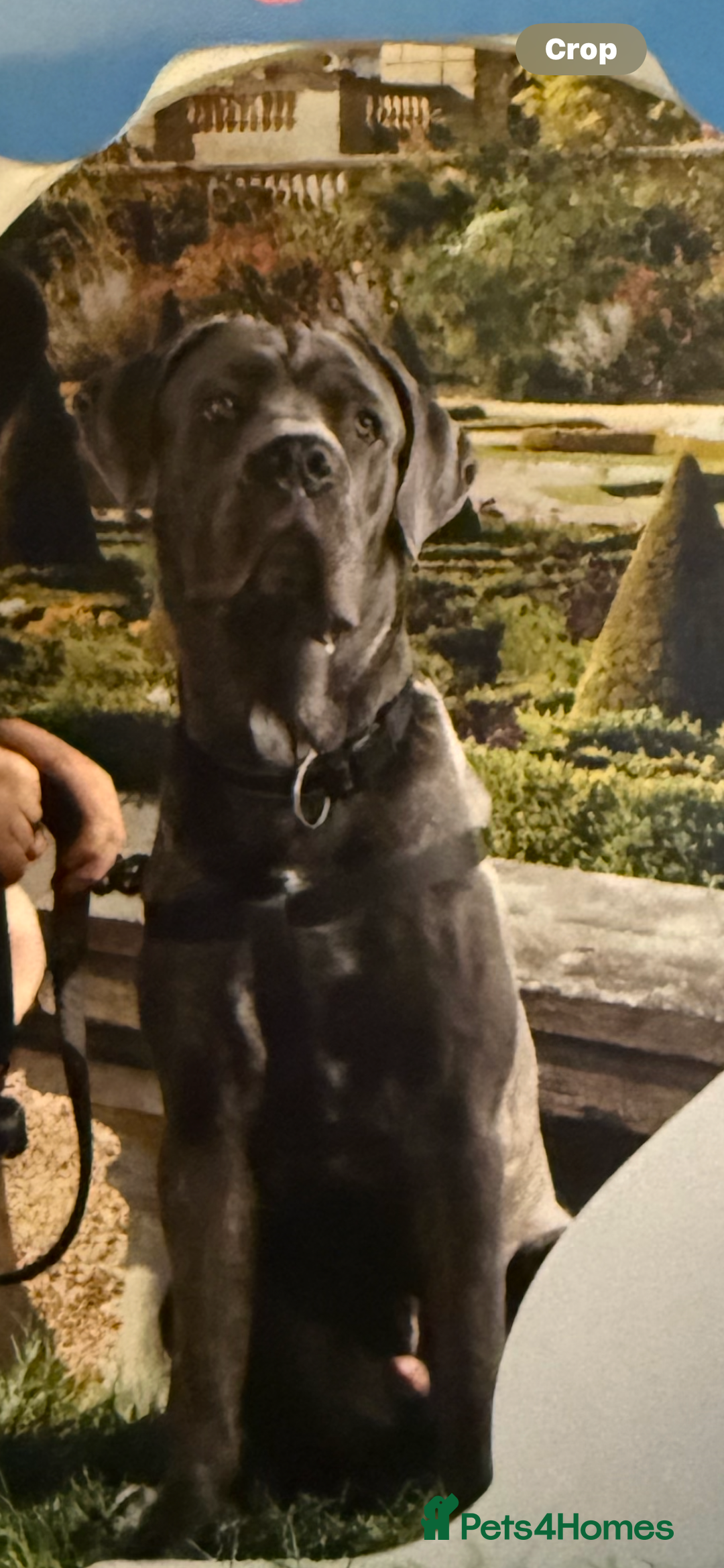 Cane Corso dogs for sale: 7 months old male Cane Corso - Image 4