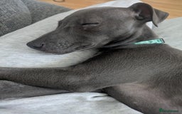 Whippet dogs for sale: KC registered Blue whippet  - Image 3