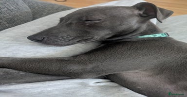 Whippet dogs - Advert 15