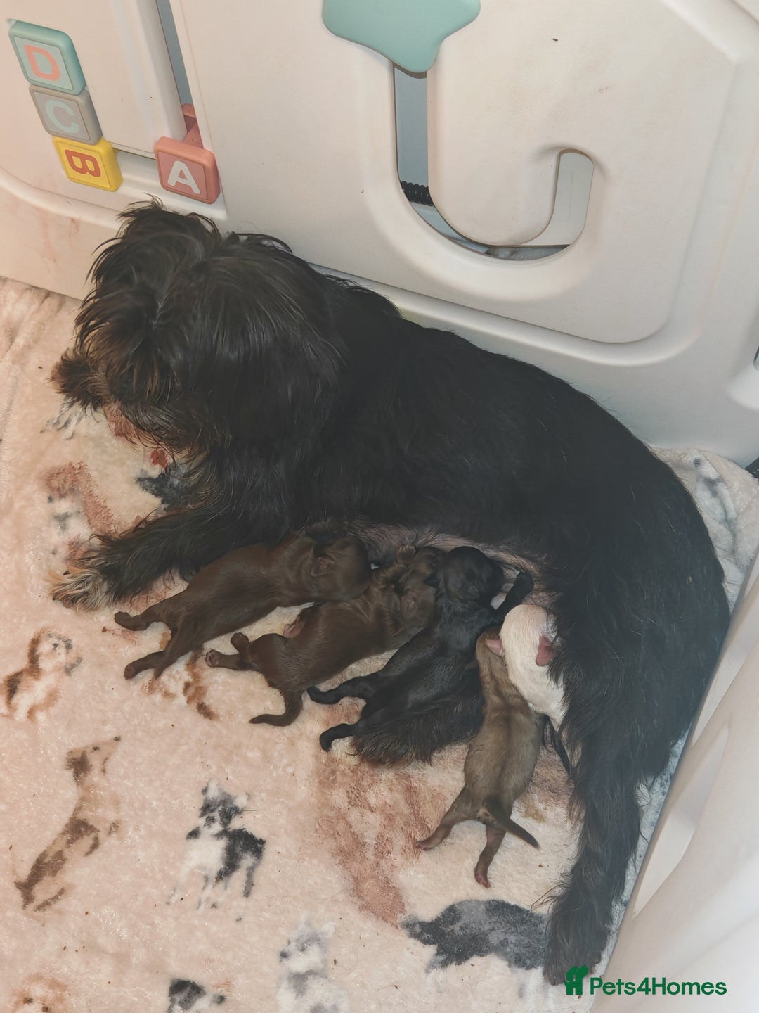 Shih Tzu dogs for sale: Shih Tzu cross Affenpinscher - Advert 7