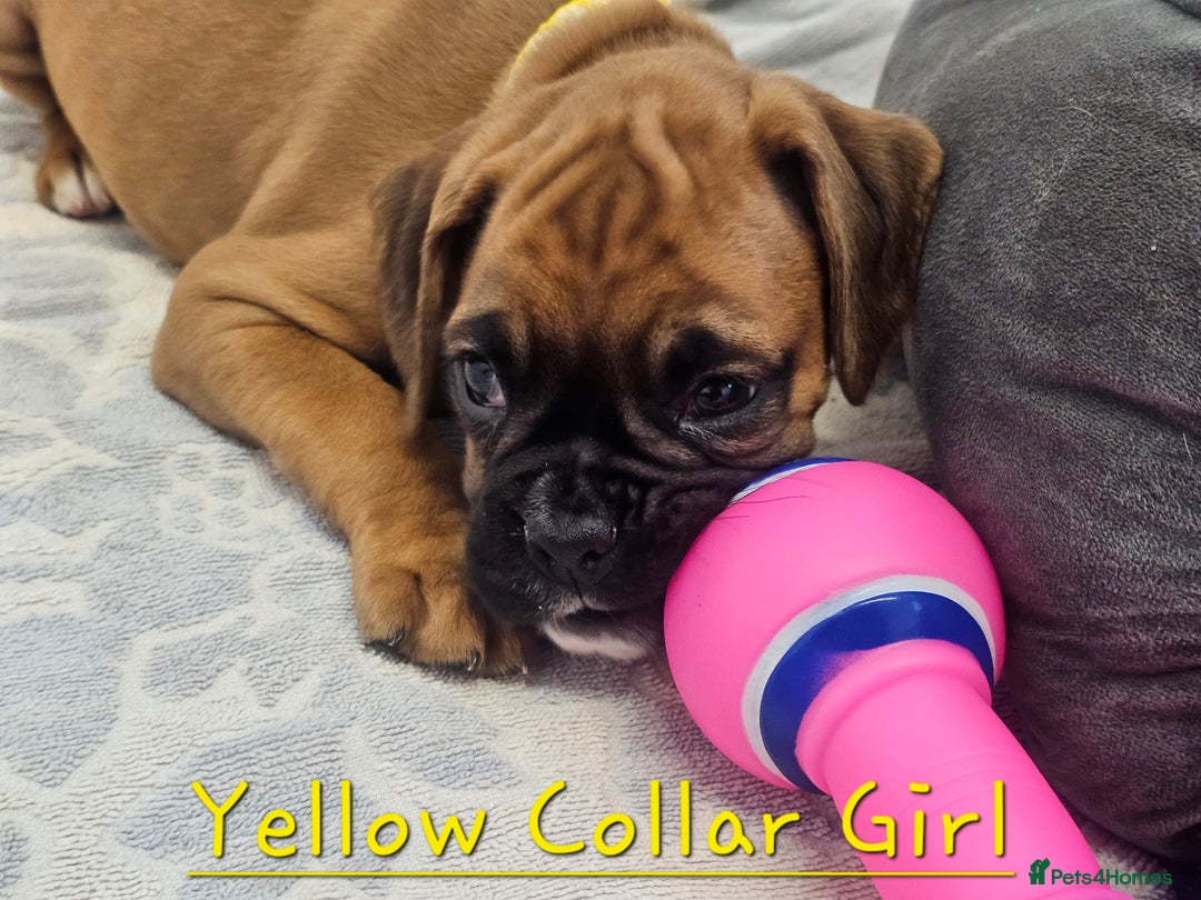 Boxer dogs for sale: Beautiful KC Registered Boxer Puppies - Advert 5
