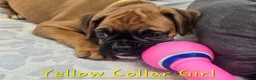Boxer dogs for sale: Beautiful KC Registered Boxer Puppies - Advert 5