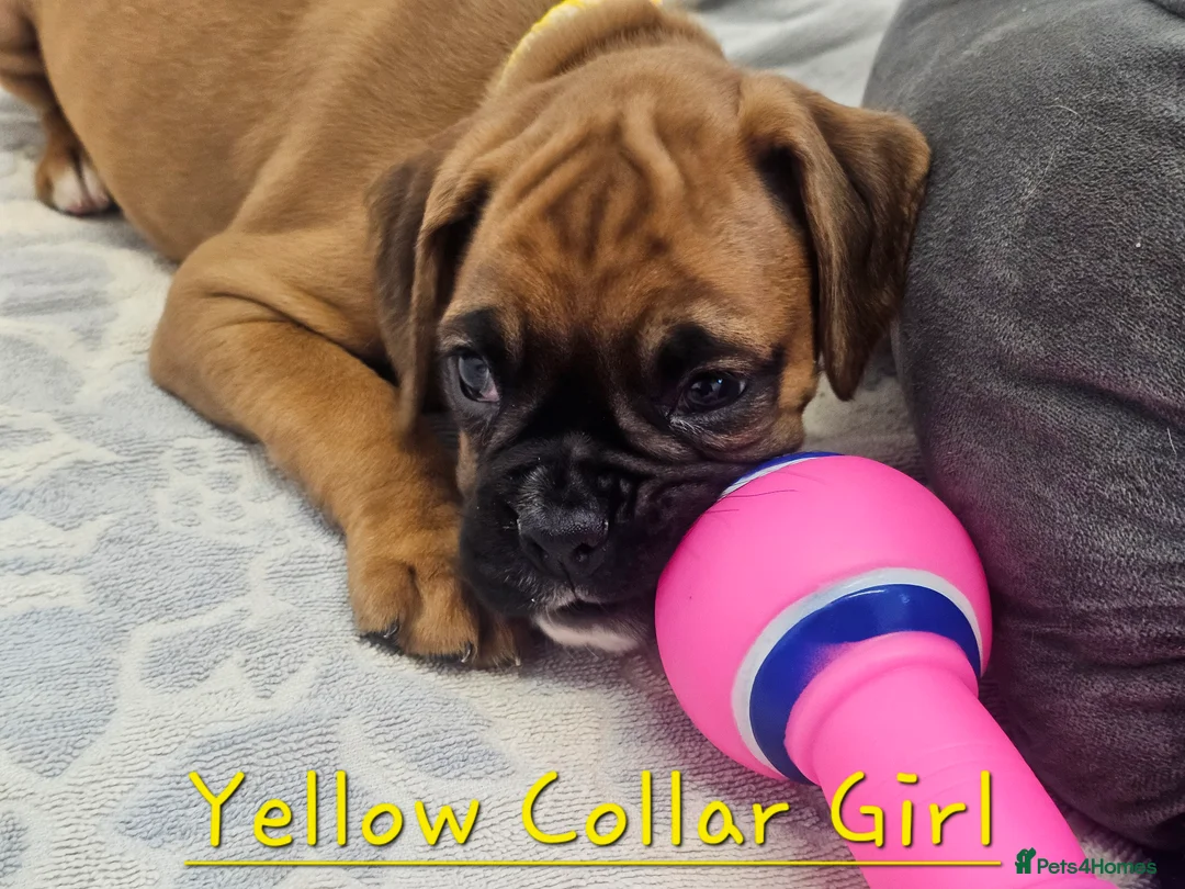Boxer dogs for sale: Beautiful KC Registered Boxer Puppies - Advert 5