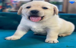Labrador Retriever dogs for sale: Labrador puppy's - Image 2