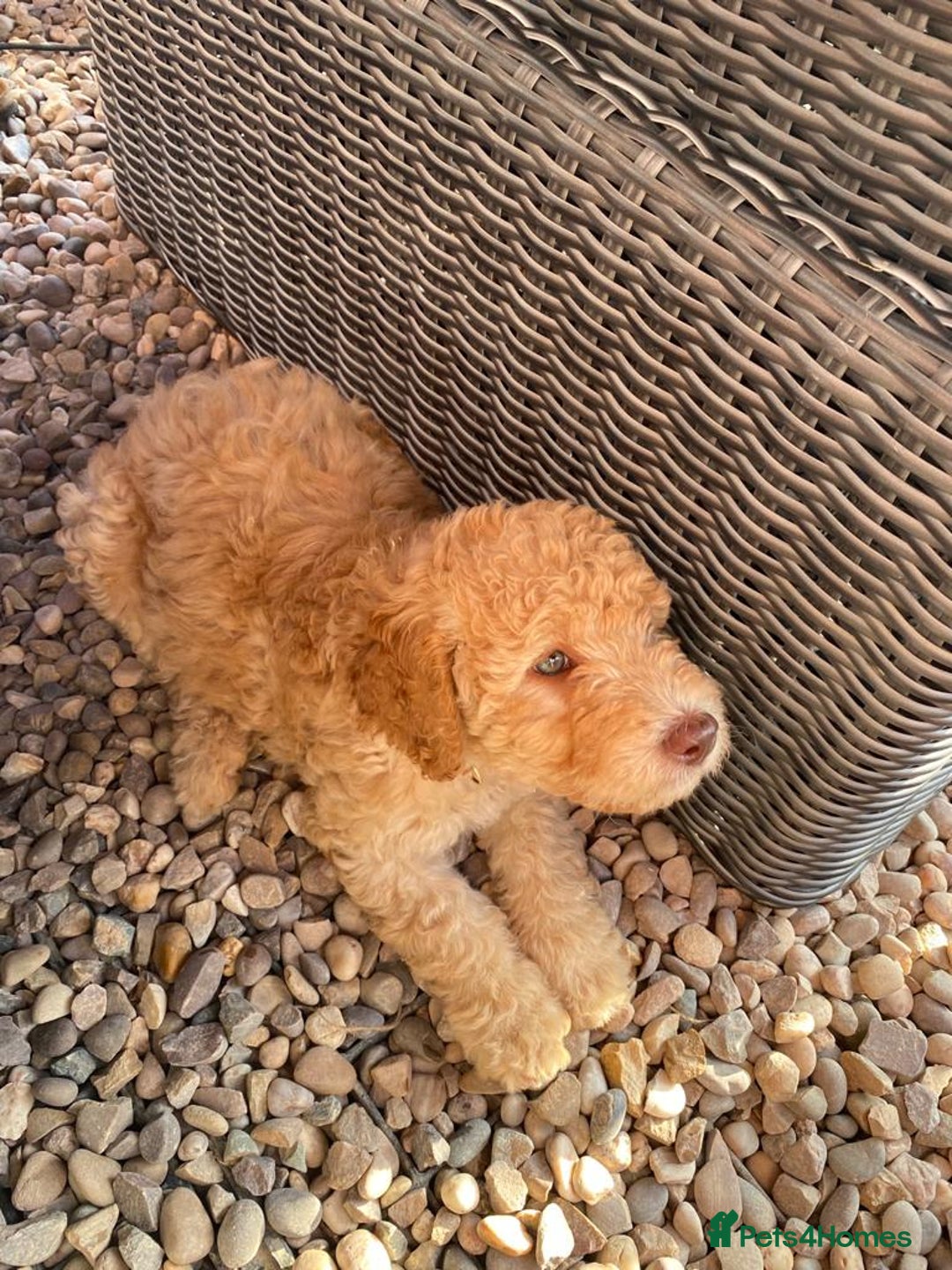 Labradoodle dogs for sale: Waiting List Now Open – Labradoodle Puppies! 🐾 - Image 10