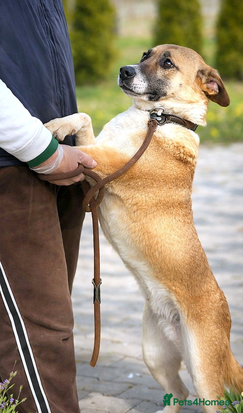 Mixed Breed dogs CODY – Soft Lurcher-Type Soul ❤️ - Advert 14
