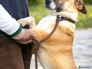 Mixed Breed dogs CODY – Soft Lurcher-Type Soul ❤️ - Advert 14