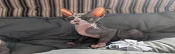 Sphynx cats for sale: Ready for reservation  - Advert 10