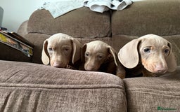 Dachshund dogs for sale: Miniature Dachshund Puppies for sale  - Image 4