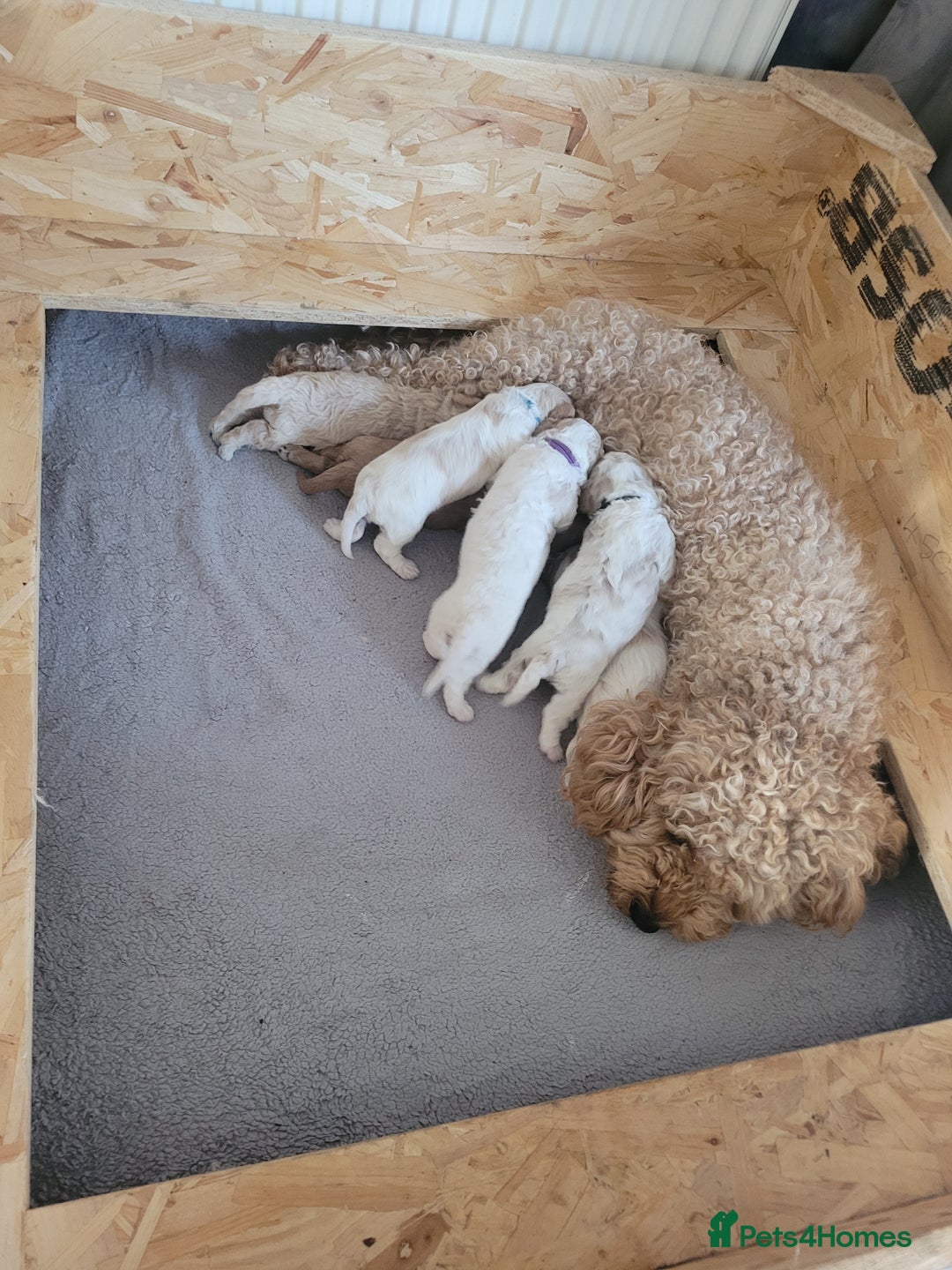 Mixed Breed dogs for sale: Gorgeous Cavapoochon Puppies - Image 4