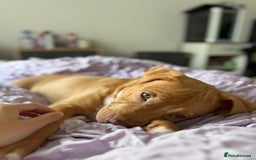 Staffordshire Bull Terrier dogs for sale: Staffordshire bull terrier for sale  - Image 6