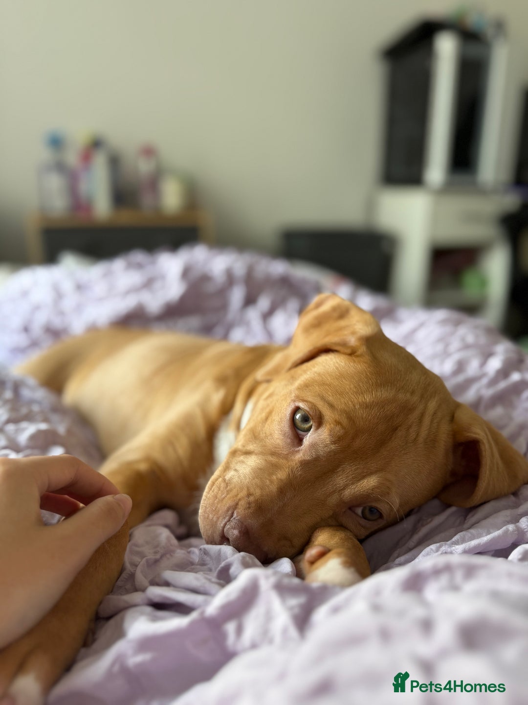 Staffordshire Bull Terrier dogs for sale: Staffordshire bull terrier for sale  - Image 6