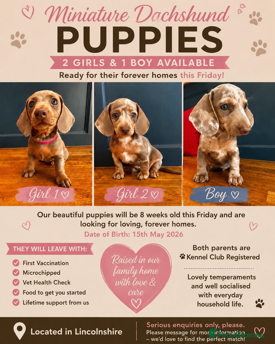 Miniature Dachshund dogs Beautiful pups Ready Friday!  - Advert 1