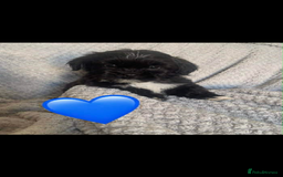 Lhasa Apso dogs for sale: Beautiful Lhasa apso puppies  - Advert 5