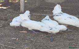 Chickens poultry for sale: Polish Blue Splash chickens - Image 1