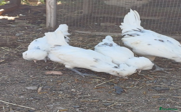 Chickens poultry - Advert 2