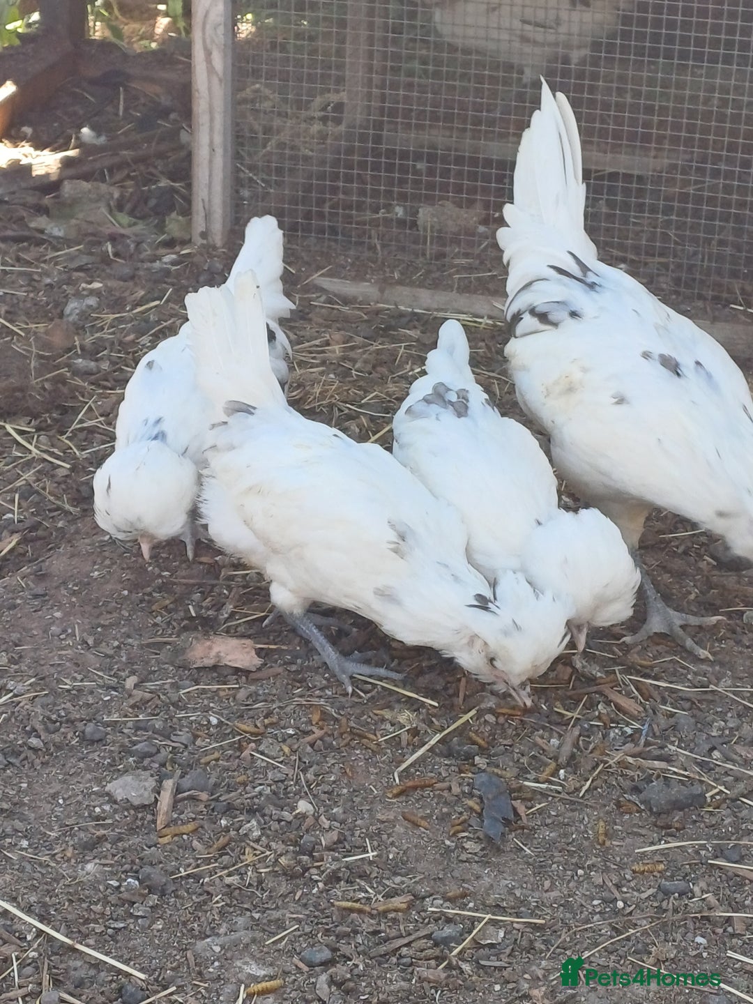 Chickens poultry for sale: Polish Blue Splash chickens - Image 1