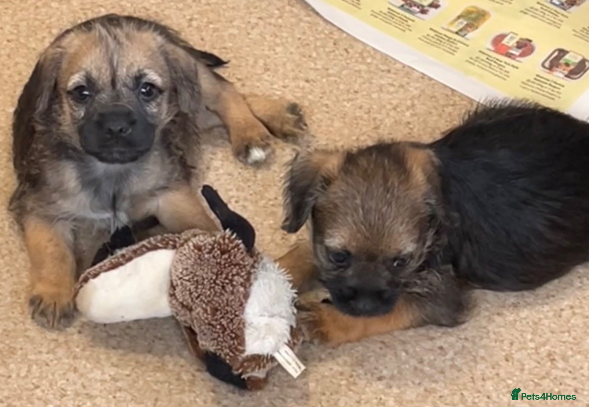 Border Terrier dogs Border terrier girls  - Advert 6