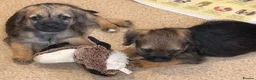 Border Terrier dogs for sale: Border terrier girls  - Advert 7