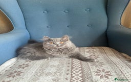 British Shorthair cats for sale: 💙 3 Gorgeous British Blue Kittens Available 💙 - Image 9