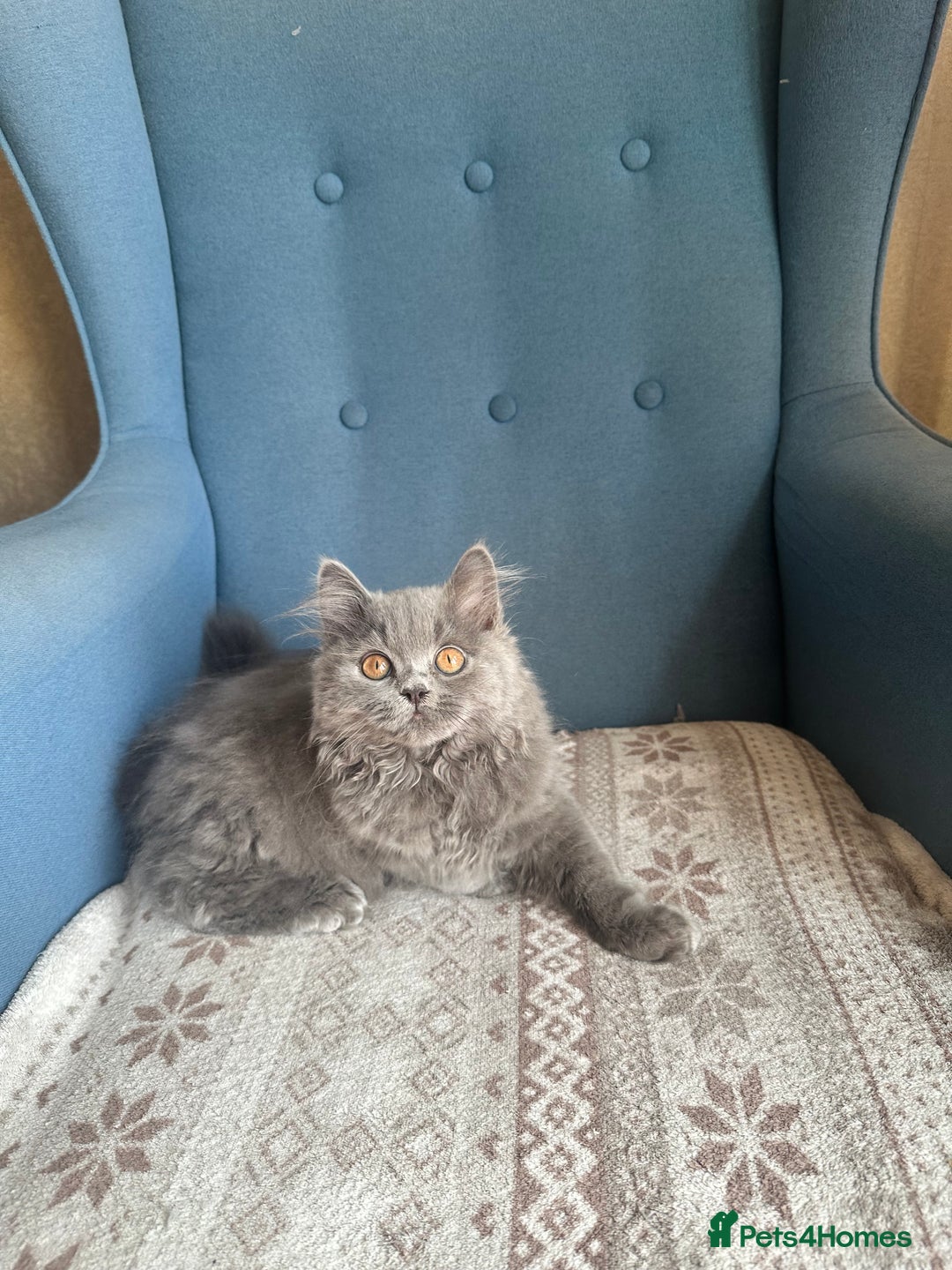 British Shorthair cats for sale: 💙 3 Gorgeous British Blue Kittens Available 💙 - Image 9