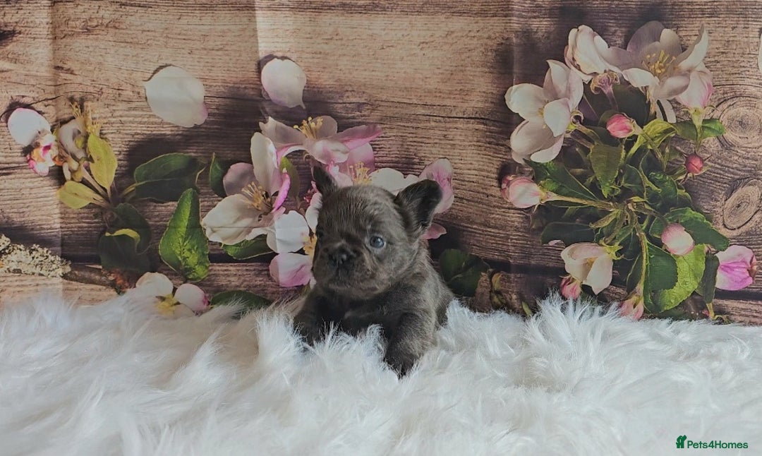 French Bulldog dogs for sale: Welcome to the Fluffy Crew 🥰 - Advert 12