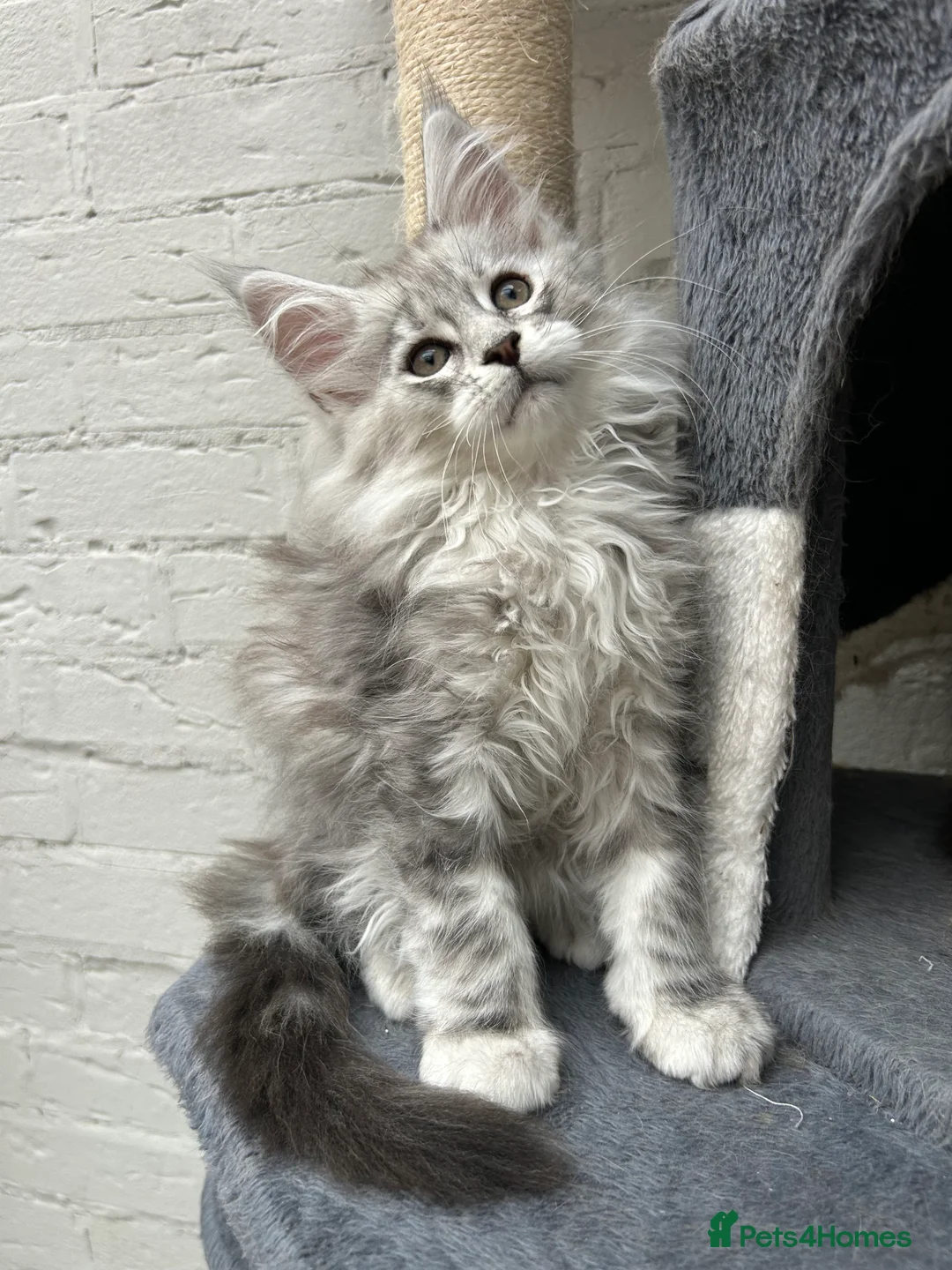 Maine Coon cats for sale: TICA reg Pedigree Maine Coon Kittens  - Advert 8