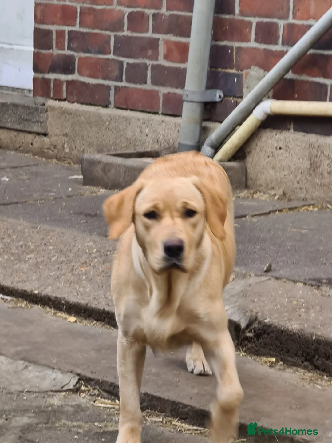 Labrador Retriever dogs for sale: Beautiful KC Registered Labrador Female - Advert 2