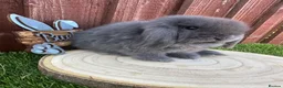 Mini Lop rabbits for sale: Beautiful purebred mini lops ready to reserve 😍 - Advert 16