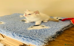 Ragdoll cats for sale: GCCF Reg Lilac Bicolour RAGDOLL  - Image 2