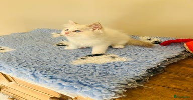 Ragdoll cats - Advert 5