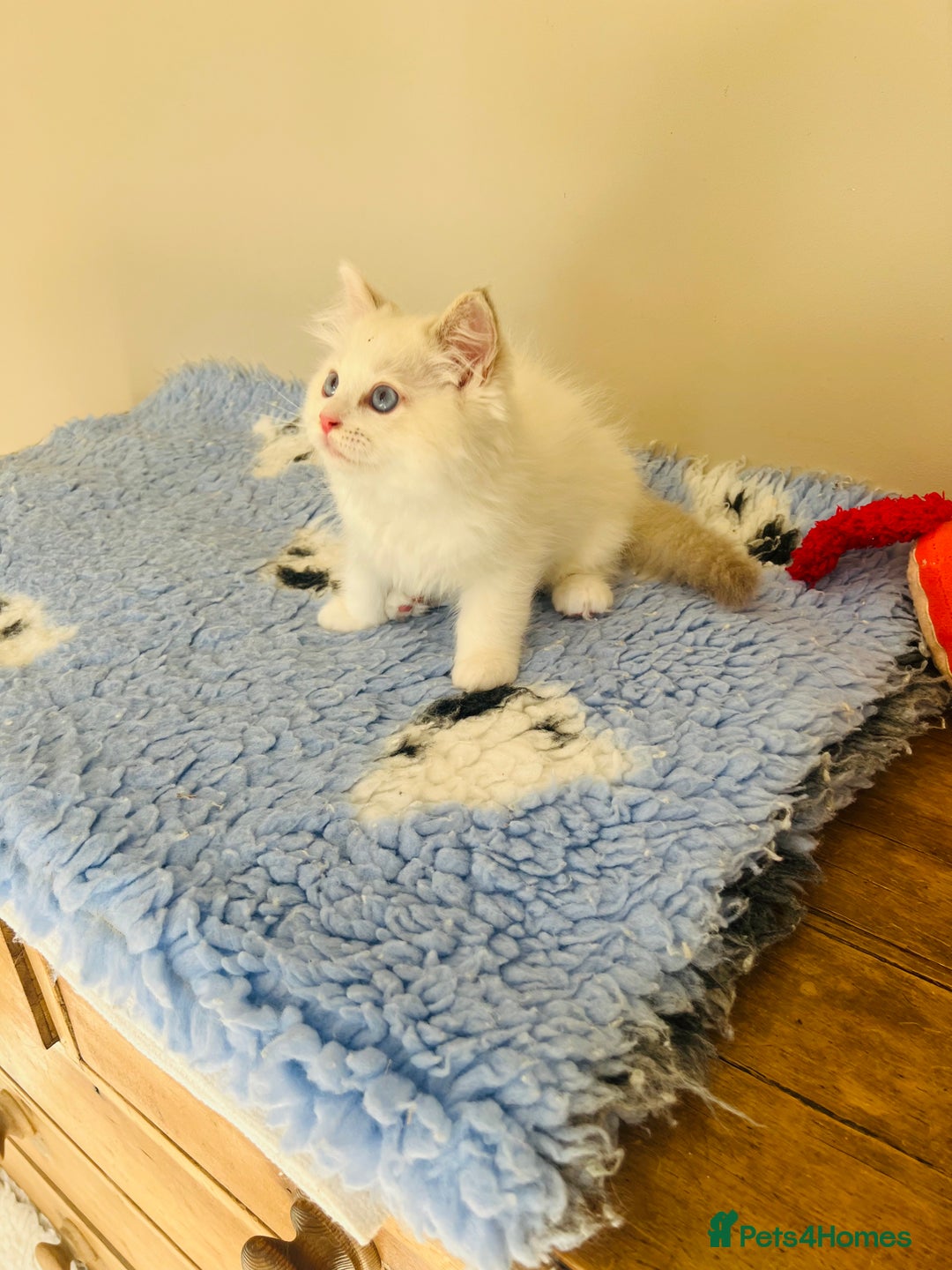 Ragdoll cats for sale: GCCF Reg Lilac Bicolour RAGDOLL  - Image 2